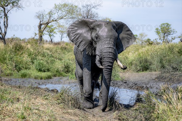 African elephant (Loxodonta africana), adult, after mud bath, African savannah, Kruger National