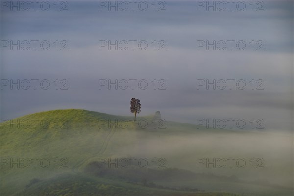 Landscape at sunrise around Volterra, Province of Pisa, Tuscany, Italy, Europe