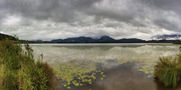 Hopfensee, near Fuessen, Ostallgaeu, Allgaeu, Bavaria, Germany, Europe