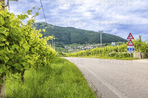 World Heritage Site, wine route, road, car, landscape, wine tour, wine press, wine-growing area,
