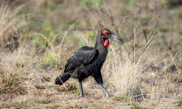 Red-faced hornbill or southern ground hornbill (Bucorvus leadbeateri) (Bucorvus cafer), foraging,