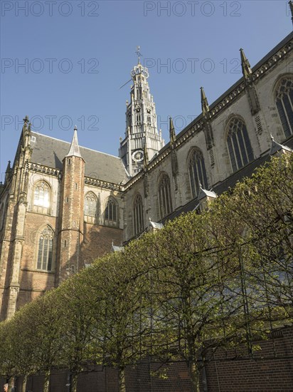 Gothic brick church with bare trees in front, Haarlem, Netherlands