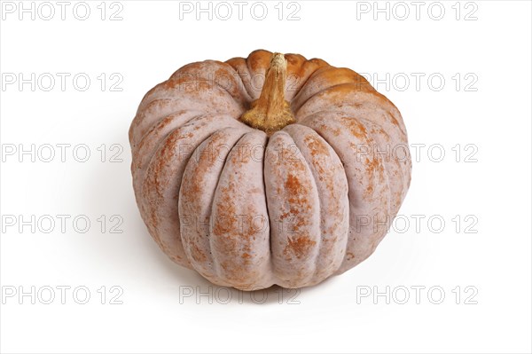 Orange mature ribbed 'Black Futsu' pumpkin squash on white background