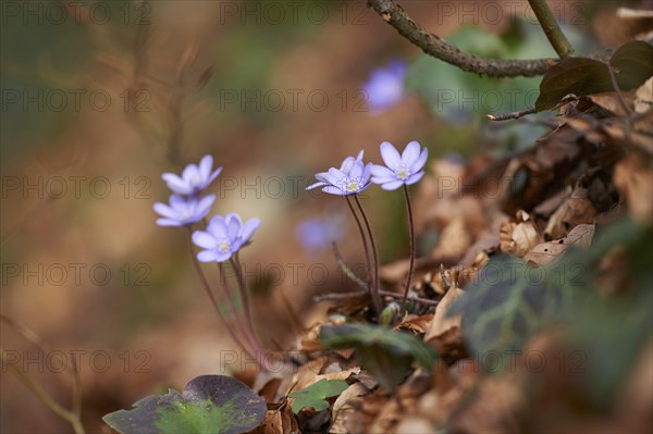 Common hepatica (Anemone hepatica) Blossoms in a forest, Bavaria, Germany, Europe
