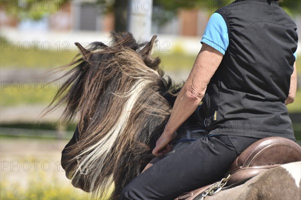 Close-up of a ridden Icelandic horse with equipment and typical long hair