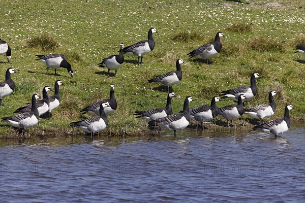 Barnacle geese, barnacle geese (Branta leucopsis), flock in a meadow by the water, North Sea coast,