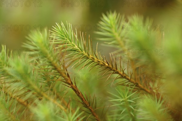 Close-up of haircap moss or hair moss (Polytrichum commune) on the forest floor in autumn