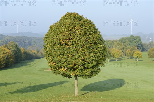 Landscape of a Norway maple (Acer platanoides) tree in autumn, Bavaria, Germany, Europe