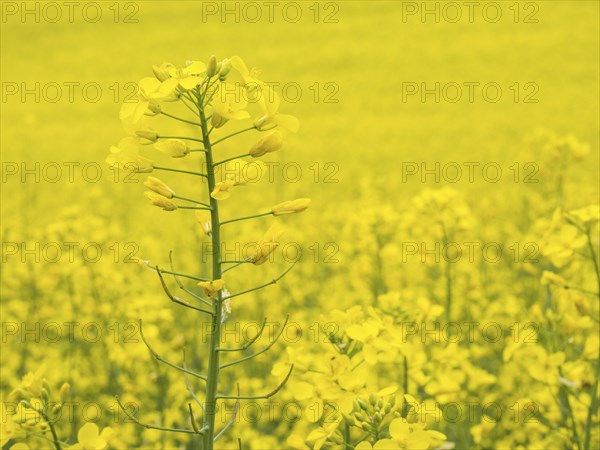 Rape in bloom in a rape field, near Riegersburg, Styria, Austria, Europe