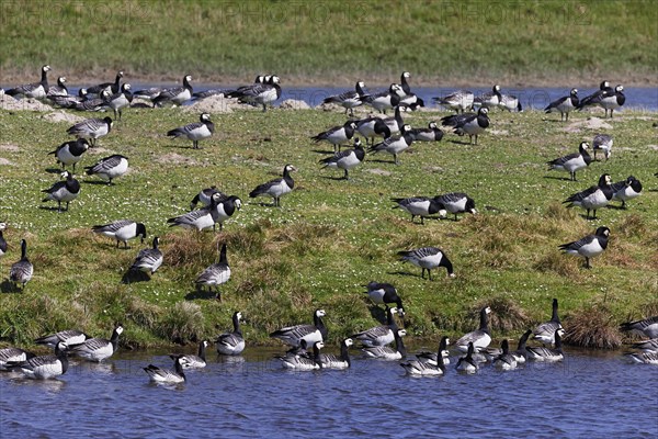 Barnacle geese, barnacle geese (Branta leucopsis), flock in a meadow by the water, North Sea coast,