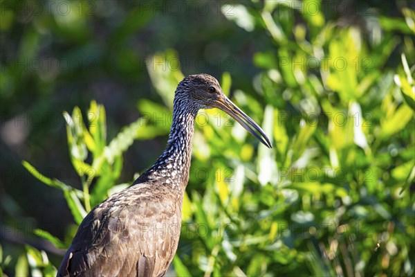 Limpkin (Aramus guarauna) Pantanal Brazil
