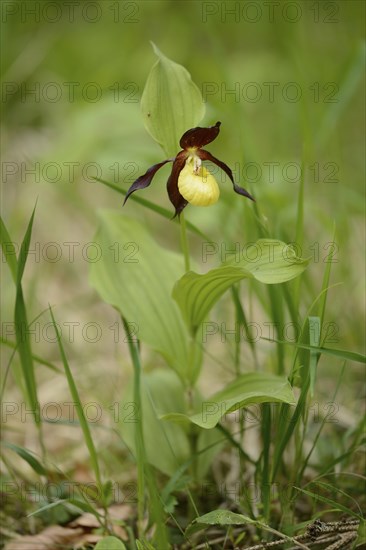 Close-up of lady's-slipper orchid (Cypripedium calceolus) blossoms in a forest in spring, Upper