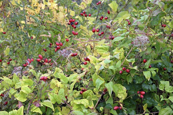 Clematis vitalba and Rosaceae with fruiting plants, autumn, Moselle, Rhineland-Palatinate, Germany,