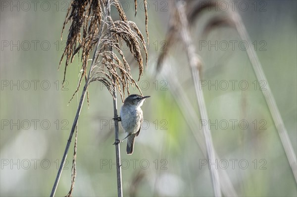 Sedge warbler (Acrocephalus schoenobaenus), Lower Saxony, Germany, Europe