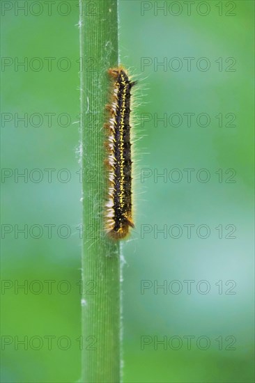 Caterpillar of the drinker moth (Euthrix potatoria), May, Saxony, Germany, Europe