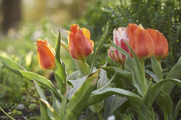 Close-up of garden tulip (Tulipa spec.) blossoms in spring