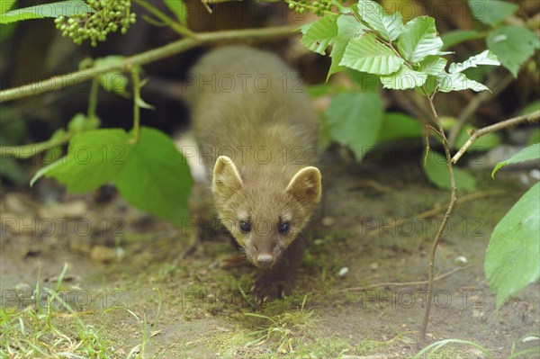 Close-up of a European pine marten (Martes martes) youngster in a forest in early summer