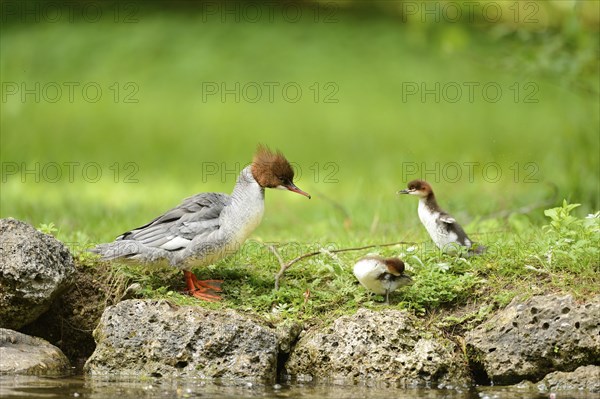 Close-up of a common merganser goosander (Mergus merganser) mother with her chicks at the water
