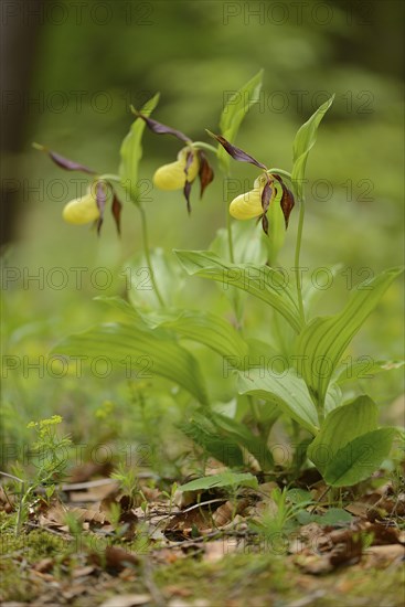 Close-up of lady's-slipper orchid (Cypripedium calceolus) blossoms in a forest in spring, Upper