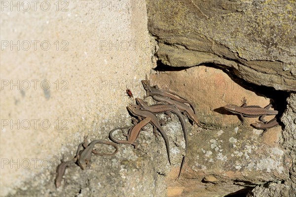 Viviparous lizards (Zootoca vivipara) observing a fire bug (Pyrrhocoridae), Moselle,
