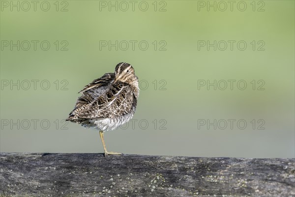 Common snipe (Gallinago gallinago) sitting on a pasture fence, Lower Saxony, Germany, Europe