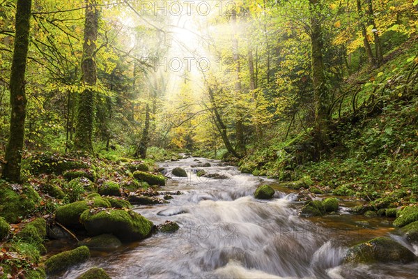 Grobbach in the northern Black Forest near Geroldsau, autumn, sun, Baden-Baden, northern Black