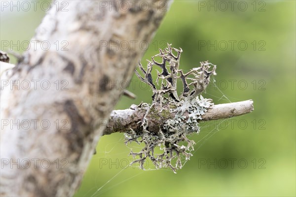 Tree moss (Pseudevernia furfuracea), dark underside of the lichen also known as tree moss, Harz