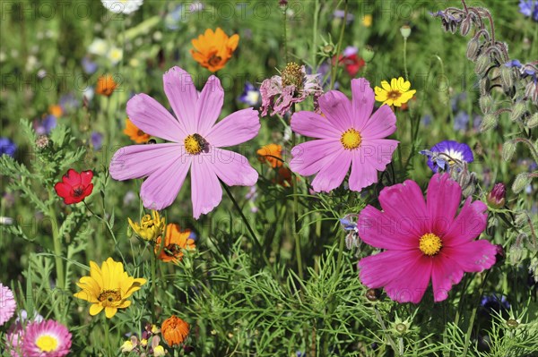 Mexican aster (Cosmea bipinnata), Schwaebisch Gmuend, Baden-Wuerttemberg, Germany, Europe, Vibrant