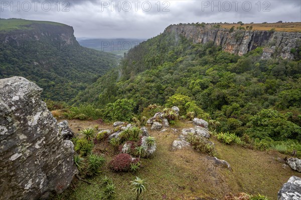 View of the Graskop Gorge with dense forest from the plateau, Panorama Chalets and Rest Camp,