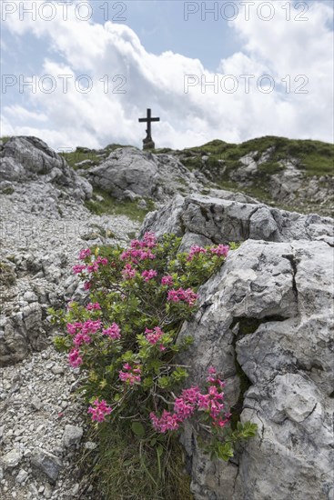 Alpine rose blossom, rhododendron, Koblat-Hoehenweg on the Nebelhorn, Allgaeu Alps, Allgaeu,
