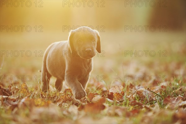 Labrador Retriever puppie on a meadow in autumn, Germany, Europe