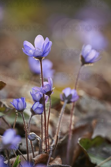 Common hepatica (Anemone hepatica) Blossoms in a forest, Bavaria, Germany, Europe