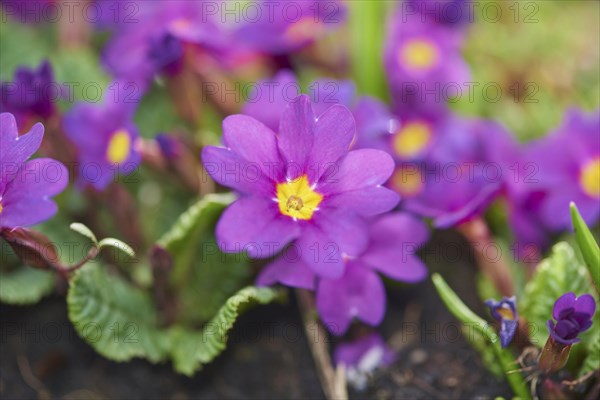 Close-up of pink primula (Primula vulgaris) blossoms in a garden in spring, Bavaria, Germany,