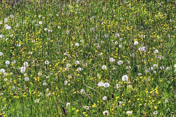 Meadow with common dandelion (Taraxacum sect. Ruderalia) and ranunculus auricomus (Ranunculus