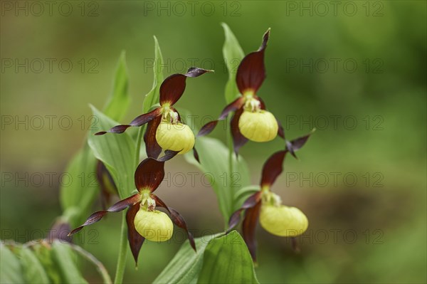 Close-up of lady's-slipper orchid (Cypripedium calceolus) blossom in a forest in early summer