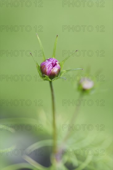 Close-up of a garden cosmos or Mexican aster (Cosmos bipinnatus) blossom in a garden in summer