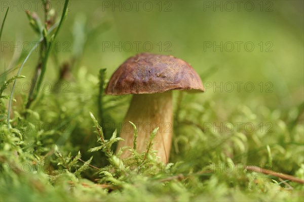 Close-up of a bay bolete (Boletus badius) on the forest floor in autumn