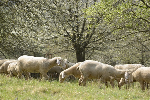 Close-up of a herd of house-sheep (Ovis aries) in a fruit grove in spring