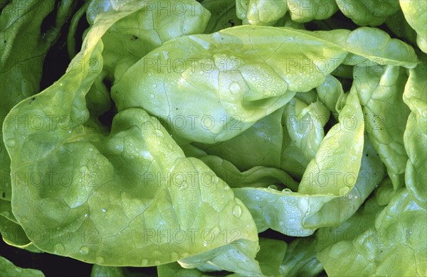 Fresh green lettuce leaves with water droplets Lactuca sativa var. capitata