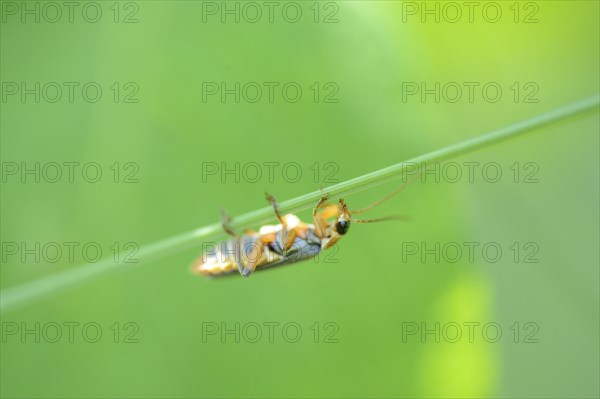 Close-up of soldier beetle (Cantharis fusca) in a meadow in spring