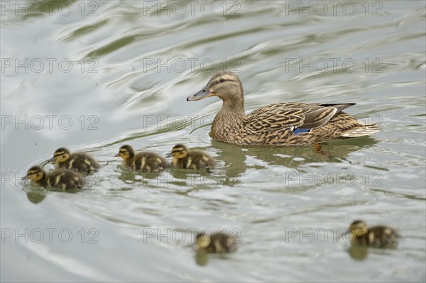Close-up of a mallard or wild duck (Anas platyrhynchos) mother with her chicks swimming on a little