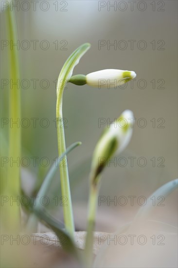 Close-up of Spring Snowflake (Leucojum Vernum) blossoms in spring, Bavaria, Germany, Europe
