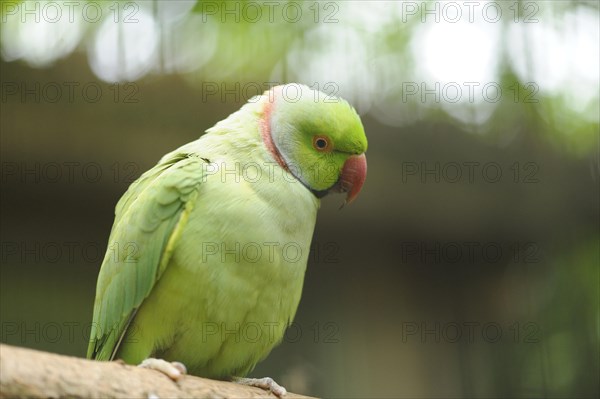 Close-up of a Rose-ringed Parakeet (Psittacula krameri) sitting on a branch