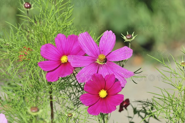 Basket of jewellery, Cosmea (Cosmea bipinnata), Schwaebisch Gmuend, Baden-Wuerttemberg, Germany,