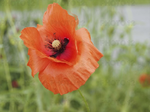 Poppy (Papaver), close-up with focus stacking, near Heimschuh, Styria, Austria, Europe