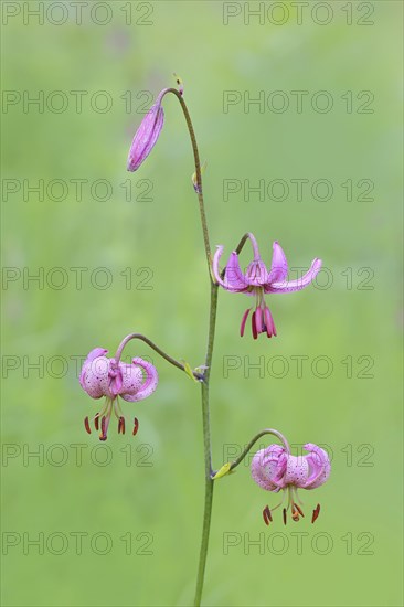 Martagon lily (Lilium martagon) in a forest in spring, lily family, medicinal plant, macro, nature