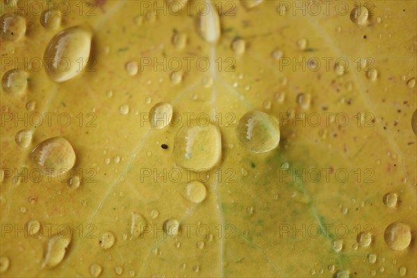 Waterdrops on a common aspen (Populus tremula) leaf in late summer, Bavaria, Germany, Europe