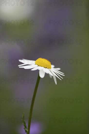 Close-up of a flower meadow with ox-eye daisy (Leucanthemum vulgare) blossoms in early summer