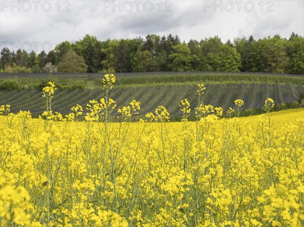 Rape field in bloom, near Riegersburg, Styria, Austria, Europe