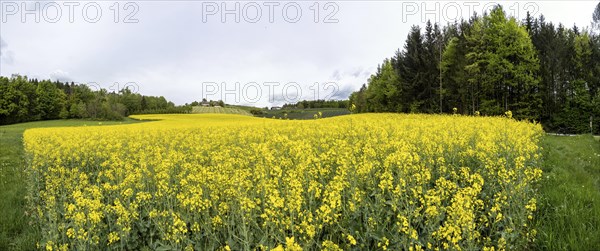 Rape field in bloom, panoramic shot, near Riegersburg, Styria, Austria, Europe